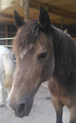 Chicco, Morganhorse, 2012